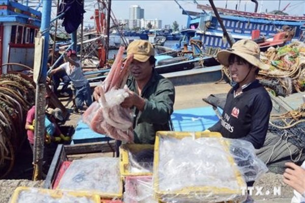 Quảng Ngãi quy định khu vực cấm khai thác thủy sản có thời hạn ở vùng biển ven bờ
