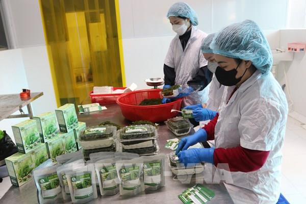 "Trứng cá hồi xanh" Ninh Thuận chinh phục thị trường nước ngoài