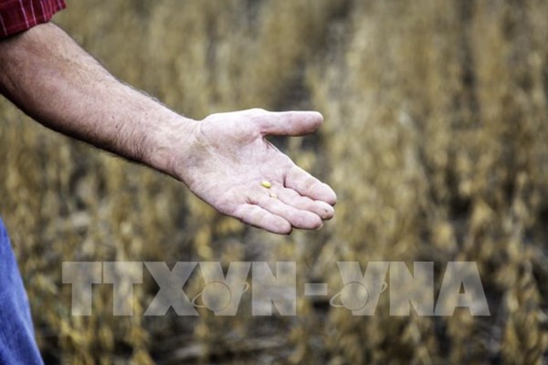 Trung Quốc chuyển sang nhập khẩu đậu tương Brazil thay vì Mỹ