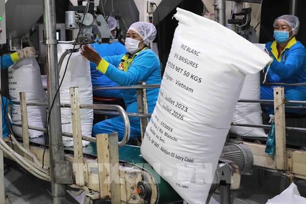 Thị trường nông sản: Giá lúa neo ở mức cao