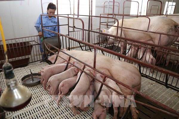 Thiết lập quy trình an toàn sinh học trong chăn nuôi