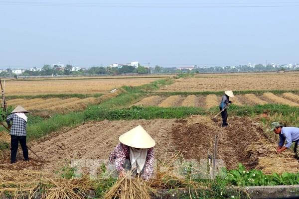 Hút doanh nghiệp hợp tác xã tham gia liên kết chuỗi