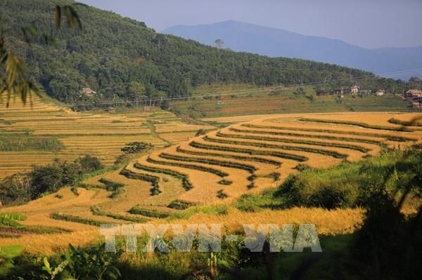 Mùa lúa chín trên những thửa ruộng bậc thang Miền Đồi