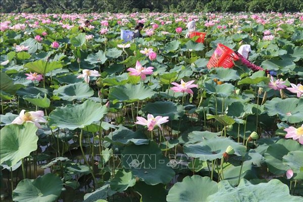 Siêu lợi nhuận từ đa dạng hóa sản phẩm từ sen