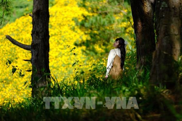 Hoa dã quỳ rực nở đón Festival hoa Đà Lạt 2024