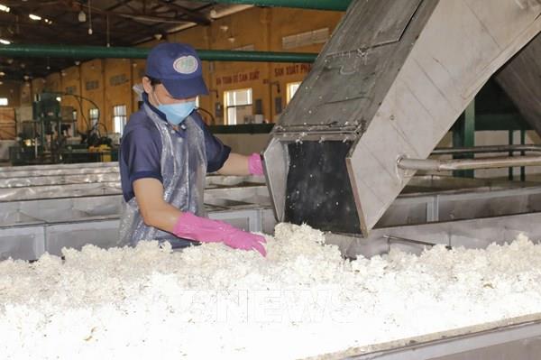 Ngành cao su Việt Nam chủ động thích ứng với quy định chống phá rừng của châu Âu