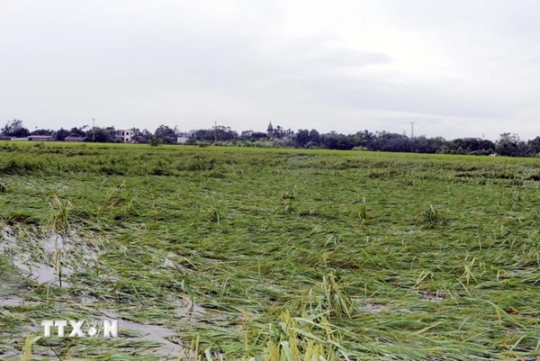 Tạm ứng bồi thường bảo hiểm hơn 434,4 tỷ đồng cho khách hàng bị thiệt hại do bão Yagi