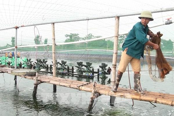 Ứng dụng công nghệ cao phát triển nghề nuôi tôm