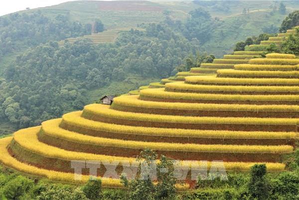 Rực rỡ mùa vàng ở vùng cao Mù Cang Chải