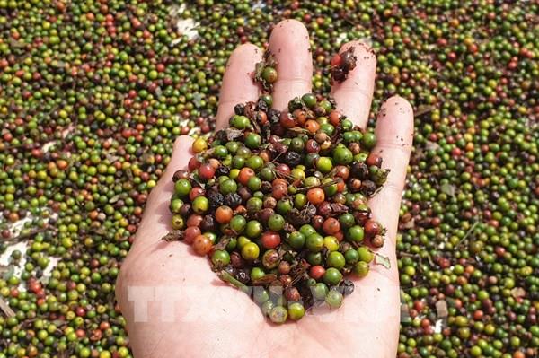 Hoa Kỳ là thị trường xuất khẩu lớn nhất hồ tiêu Việt Nam