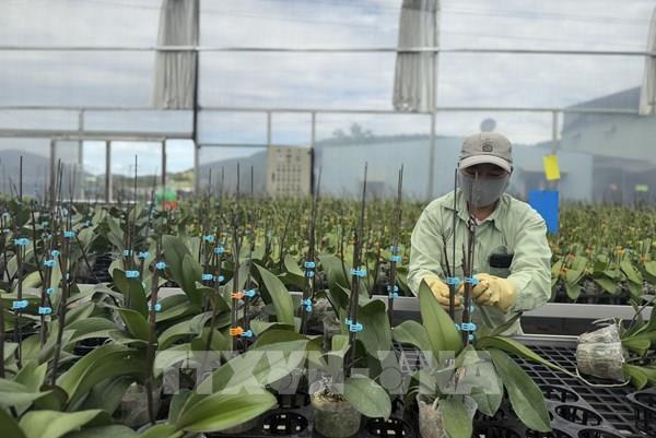 Nhà vườn Lâm Đồng thận trọng xuống giống vụ hoa Tết