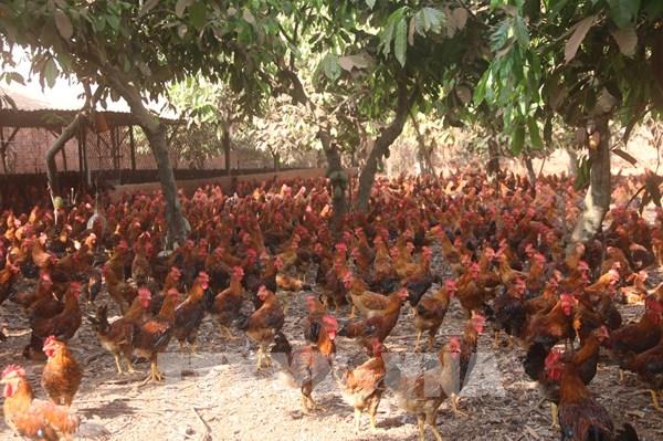 Giá gà ta giảm mạnh, nhiều trang trại ngừng nuôi