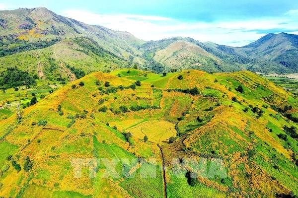 Hoa Dã Quỳ nhuộm vàng núi rừng Chư Đang Ya