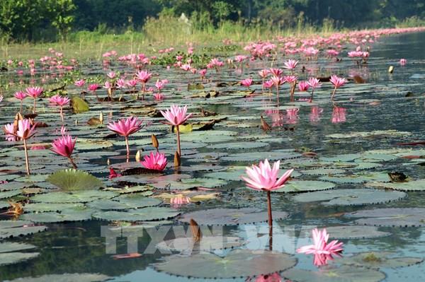  Chiêm ngưỡng hoa súng tím nở rộ ở Ninh Bình