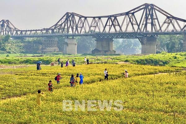 Mê mẩn "rừng" hoa cúc dưới chân cầu Long Biên