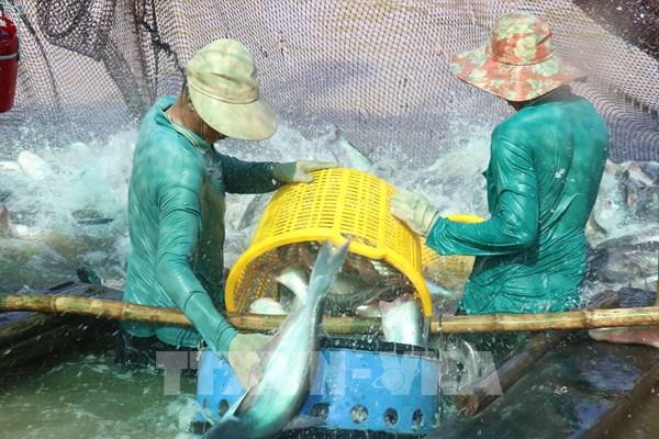 Đồng Tháp: Giá trị sản xuất cá tra đạt hơn 8.800 tỷ đồng
