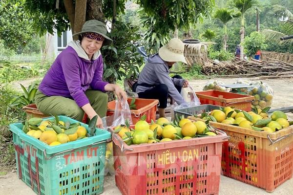 Giá cam cao nhất trong khoảng 10 năm gần đây