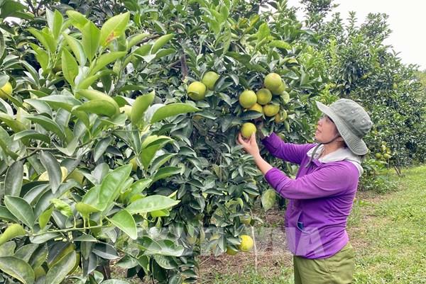 Khai mạc phiên chợ cam Hưng Yên năm 2024