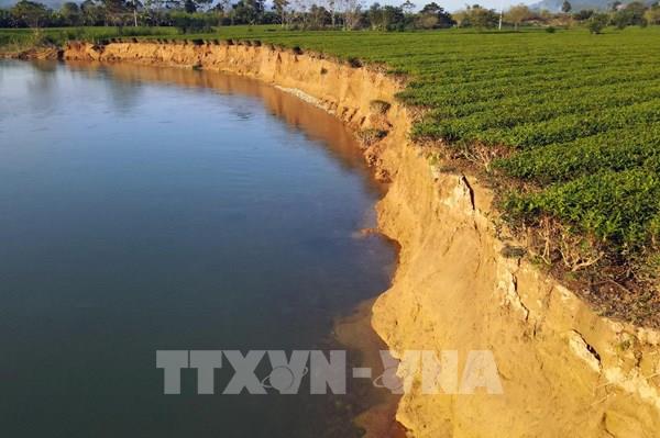 Bờ sông Ngàn Phố sạt lở nghiêm trọng, người dân mất đất canh tác ​