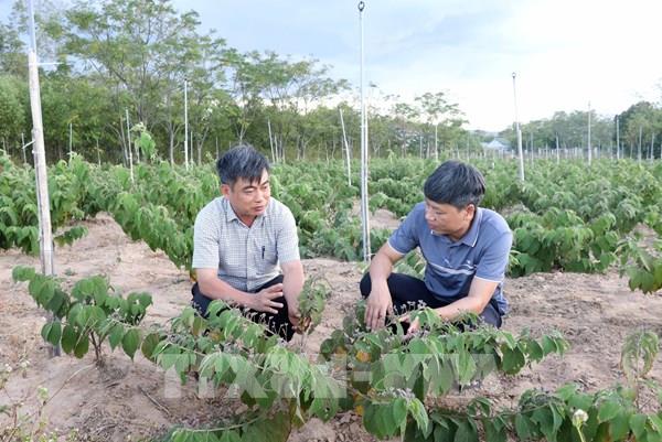 Quảng Trị định hướng phát triển sản phẩm gắn với xây dựng vùng nguyên liệu