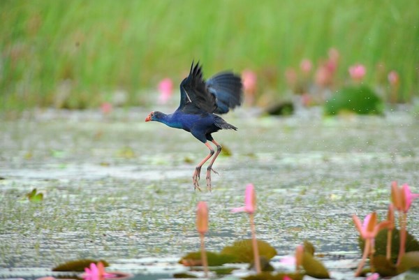 Xác minh thông tin du khách bị lừa hơn 1 tỷ đồng tiền đặt cọc thuê phòng tại cơ sở lưu trú