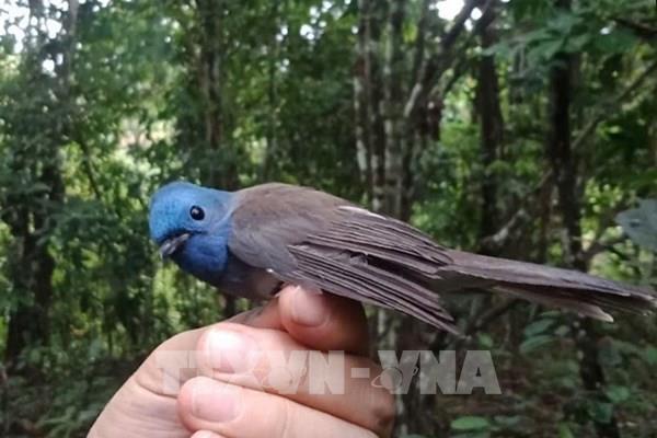 Cận cảnh 8 loài chim mới tại Khu bảo tồn thiên nhiên Pù Huống