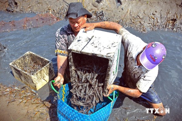 Cà Mau: 1.860 ha tôm – rừng được cấp chứng nhận đạt chuẩn ASC