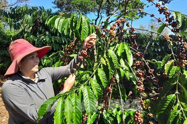 Giá cà phê trải qua tuần tăng “sốc”