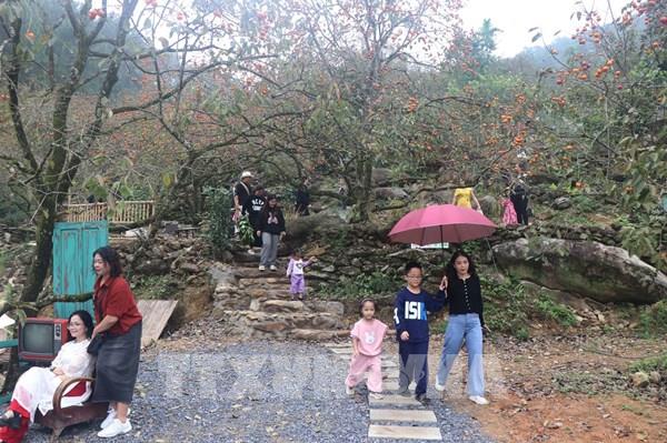 Độc lạ vườn hồng 130 năm tuổi hấp dẫn du khách