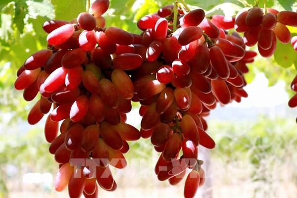 Cấp bằng bảo hộ cho hai giống nho mới