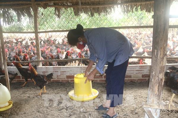 Cận Tết, giá gà ta giảm, sức tiêu thụ chậm tại TP. Hồ Chí Minh