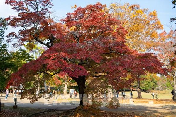 Sắc Thu tại Nhật Bản 