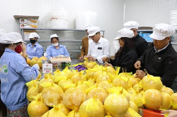 Xuất khẩu bưởi Hòa Bình sang thị trường EU