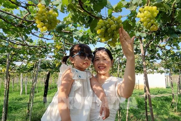 Ninh Thuận kết nối sản phẩm đặc thù với điểm đến du lịch