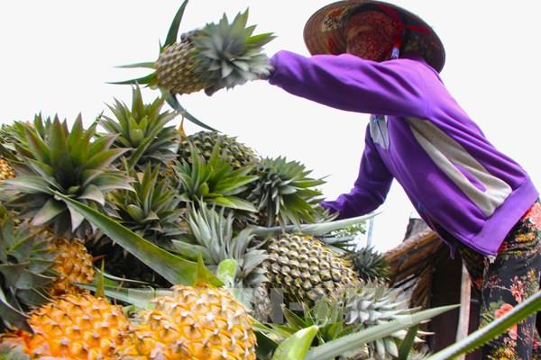 Người trồng dứa Kiên Giang thu lời hơn 100 triệu đồng/ha