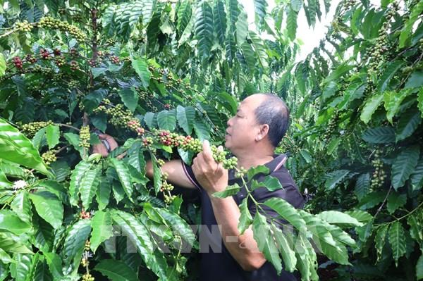 Giá cà phê tại Bà Rịa-Vũng Tàu cao gấp đôi vụ năm trước