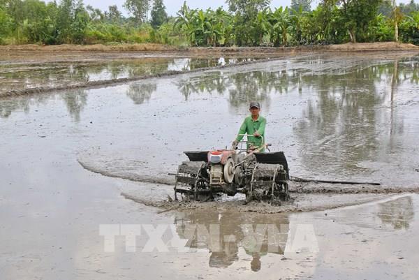 Đẩy nhanh xuống giống vụ Đông Xuân ứng phó mặn xâm nhập