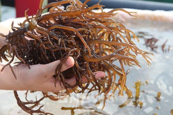 Doanh nghiệp vẫn chưa mặn mà với chế biến sản phẩm rong biển