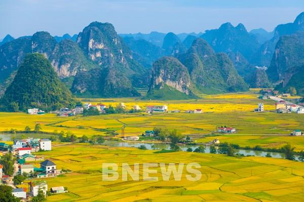 Ngắm mùa vàng Trùng Khánh