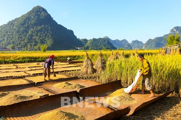 Giá lúa tại Trà Vinh tăng thêm 800 đồng/kg