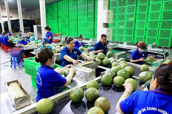 Xuất khẩu rau quả cán đích sớm