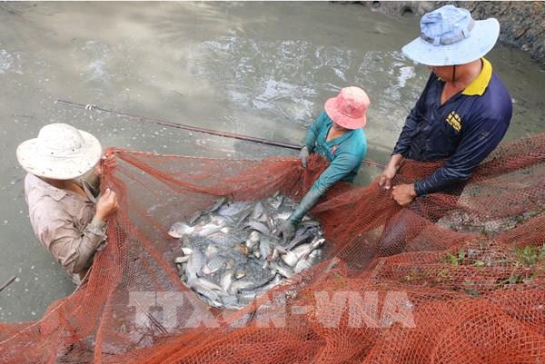 Sóc Trăng tăng chuỗi giá trị thủy sản nước ngọt
