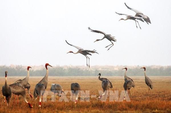 Đồng Tháp hiện thực hóa việc “đưa đàn sếu trở về”