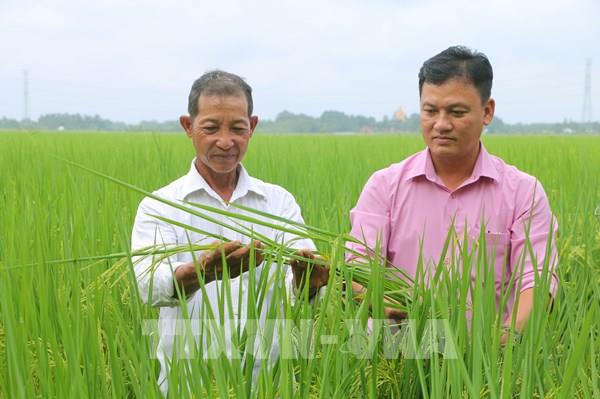 Sóc Trăng sản xuất lúa theo hướng hữu cơ giảm chi phí, tăng thu nhập