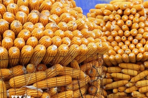 Năm 2025 Indonesia sẽ hạn chế nhập khẩu ngô, muối, đường