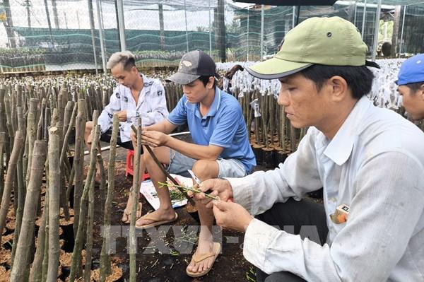 Cây mít giống tăng giá vào cuối vụ
