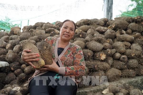 Hiệu quả phát triển bền vững kinh tế hợp tác xã