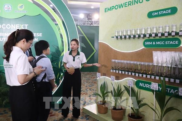 Ngành dừa Việt Nam bước vào giai đoạn tăng trưởng vượt bậc