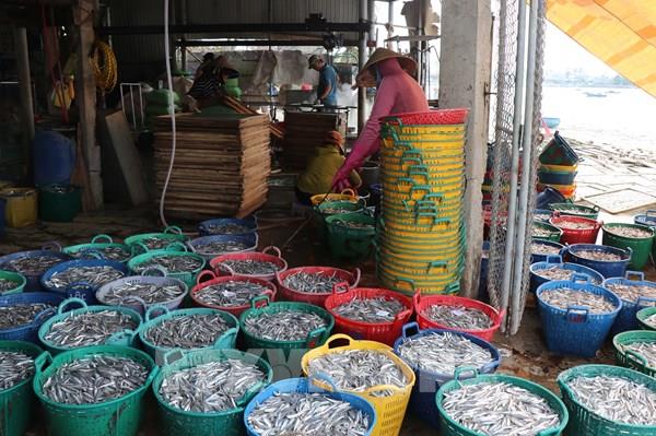 Chuyển đổi nghề, tạo sinh kế cho ngư dân ven biển