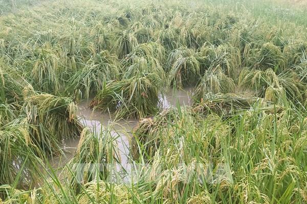 Mưa trái mùa diện rộng khiến nhiều trà lúa sắp thu hoạch bị đổ ngã
